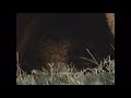The Adventures Of Milo And Otis TV Spot