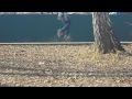KoSh Ker Весна