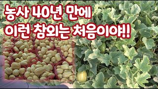 세력관리 잘한 참외가 맛 있는 참외 수확도 많이 한다!!! 성주 고품질 참외 재배 이야기 40년 만에 처음이…