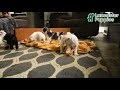 Schnoodle dogs for sale: Eddy - Video 1