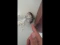 Adorable hamster gets shot