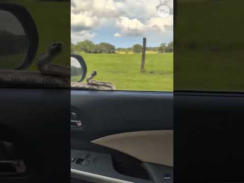 Hitchhiker disrupts driver's audiobook. See the slithery passenger.