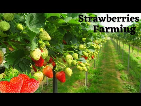 ✅Awesome Hydroponic🍓Strawberries Farming - Strawberries Harvesting And Strawberry Picking