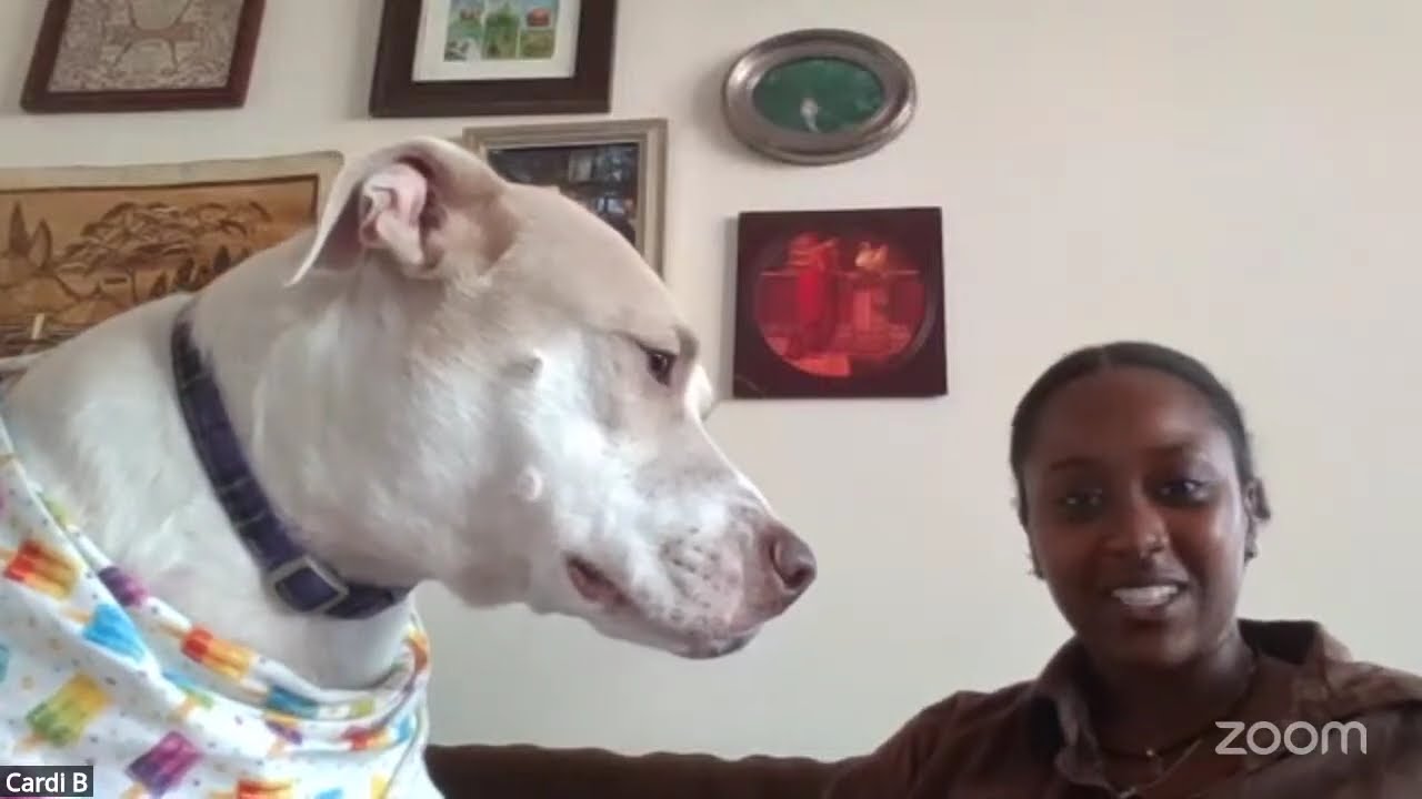 Enlarge Cardi, a Adoptable mixed breed in Washington, DC video 6/6