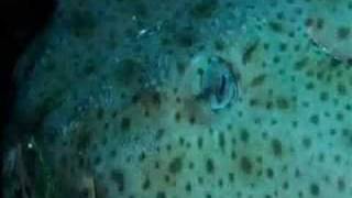 Трейлер превью