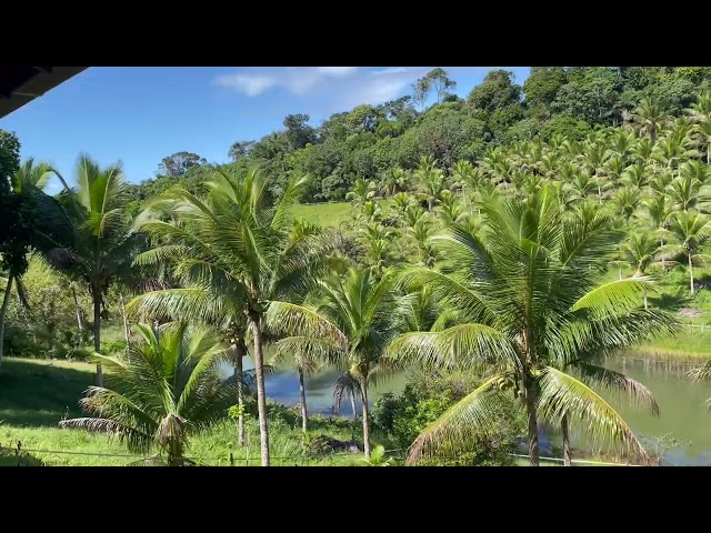 FERME EQUESTRE 15HA A ITACARE BA-BRESIL A 3KM DE LA MER