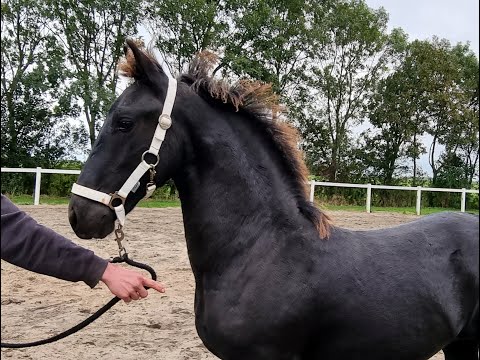 Stal Okkema's Quasimodo - Waander x Norbert - stallion - 2021