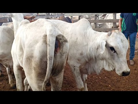GADO DE LUXO NA FEIRA DE GADO DE CAMPO GRANDE-AL #nordeste 