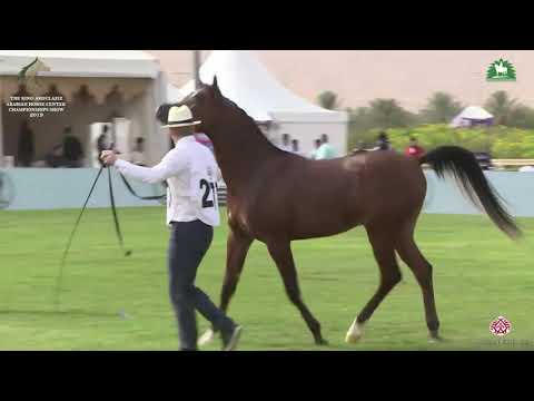 N 273 AJ RASLAN   KAAHC 2019   Colts 2 Years Old Class 8A