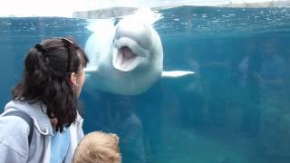 preview picture of video 'Beluga Whale at Mystic Aquarium'