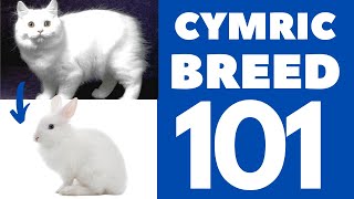 Cymric Cat 101 : Breed & Personality