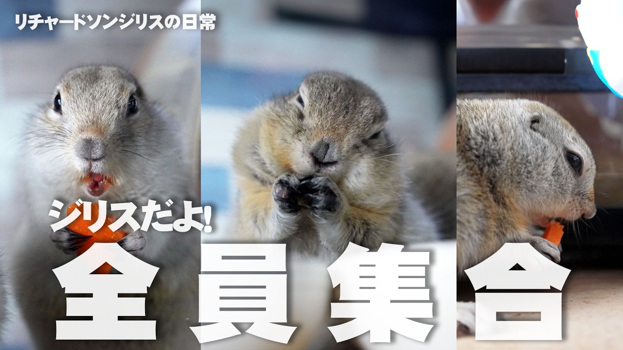 We love ニンジン【リチャードソンジリス】