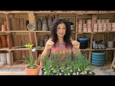 Albuca ‘Frizzle Sizzle‘