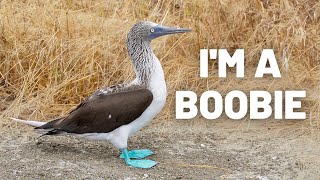 ISLA DE LA PLATA DAY TOUR - BLUE FOOTED BOOBIES AND PUERTO LOPEZ  // ECUADOR TRAVEL VLOG