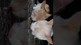 ただのかわいい動画