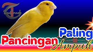 Download lagu PANCINGAN KENARI MACET BUNYI PALING AMPUH MERANGSANG BUNYI KENARI STRES mp3