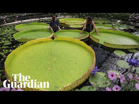Time-lapse of the world's largest waterlily species discovered at London's Kew Gardens