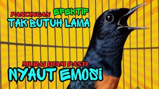 Download lagu PANCINGAN PAGI-PAGI AGAR MURAI GACOR❗❗ MURAI DIAM PASTI NYAUT EMOSI❗❗❗ mp3