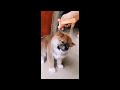 1 Minute Video Proves Why Dogs Are The Cutest Dogs Compilation