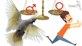 Выбор попугая: самец или самка - часть 3 - поведение в гормональные периоды. Кто лучше?