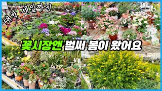 봄맞이 꽃시장 투어!! 대박 세일까지!! 오늘 찍어 오늘 올리는 따끈한 식물영상!!