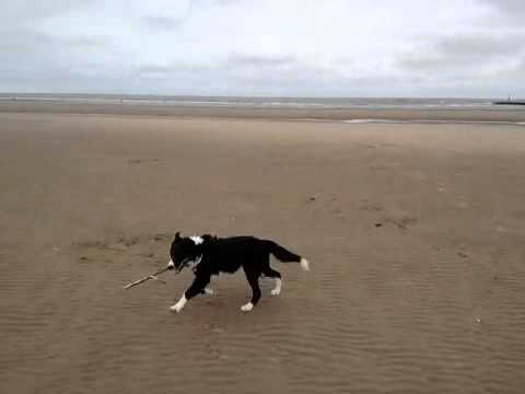 Tehya enjoying her first visit to the beach :o)