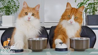  - Teaching my cats to ring a bell