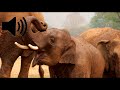 Elephant Sound Effects