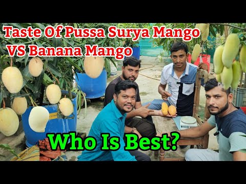 Taste Of Pussa Surya Mango VS Banana Mango Who Is Best?/Pussa Surya Mango Tasteing/Taste of Banana