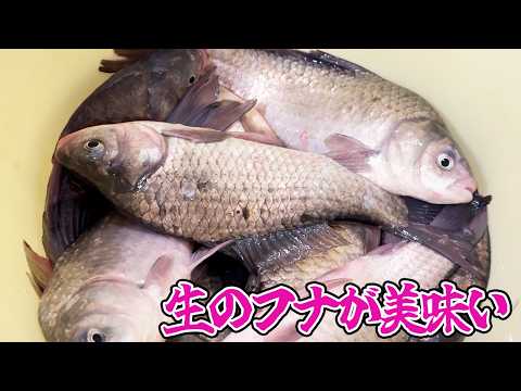 フナを生で食べる伝統料理が美味！