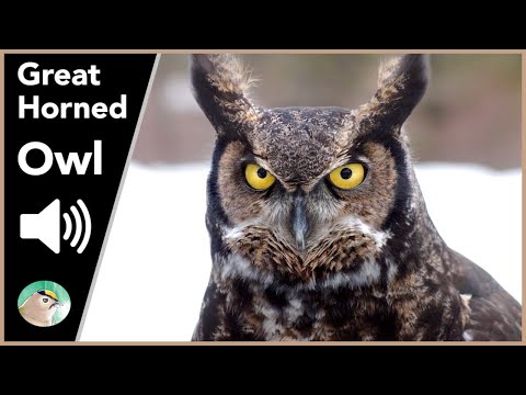 Great Horned Owl - Sounds