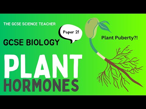 Plant Hormones (GCSE Biology) | The GCSE Science Teacher
