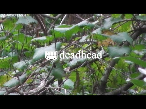 🚌deadhead