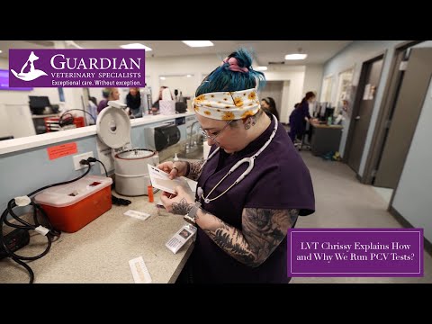 Episode 60: How and Why We Run PCV Tests