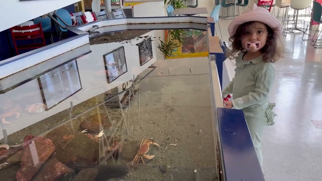 Experience a virtual stroll across Lofoten Aquarium.