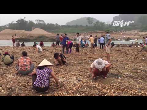 (VTC14)_Phú Thọ: Rủ nhau bỏ việc ra sông tìm đá quý