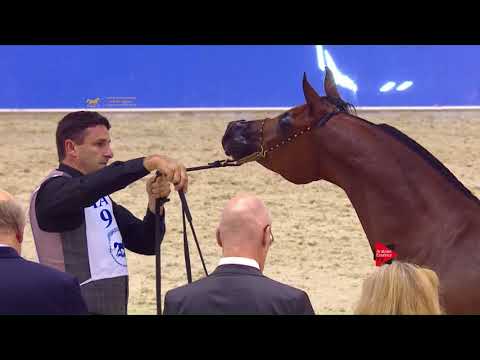 97 AJASTRIG MONISCIONE