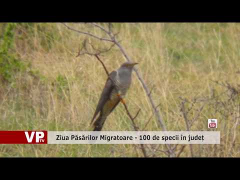 Ziua Păsărilor Migratoare – 100 de specii în județ