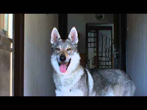 .......il nostro lupo!!!.avi