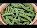 How to Plant and Grow Peas