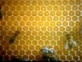 I M A Bee
