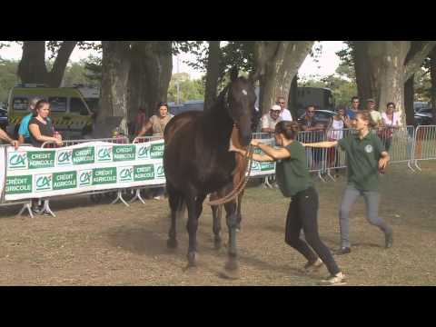 Lot 98 - N (Passion D'alène 2015) - M15 Saddler Maker / Passion d'Alene