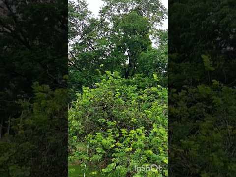 #reflexão Parque Ipanema Ipatinga MG drone imagens aéreas