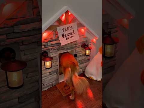 My dog made the scariest haunted house!