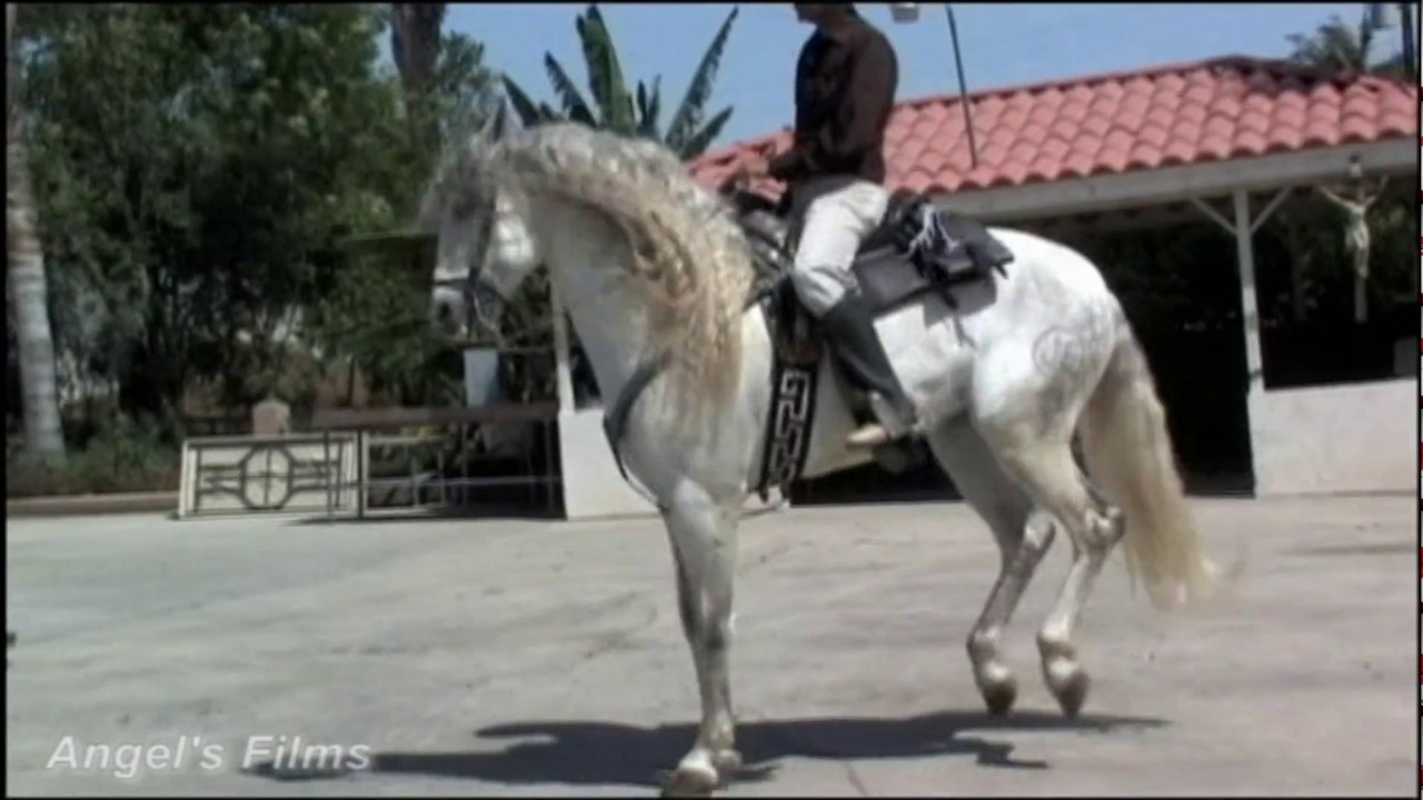 La Apuesta del Pueblo (Trailer)