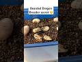 Cheap & Easy Lizard Care!