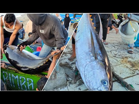 Yellowfin Tuna Fish Catching Skills In Aceh Ocean Handline Fish Amazing Fishing Video 