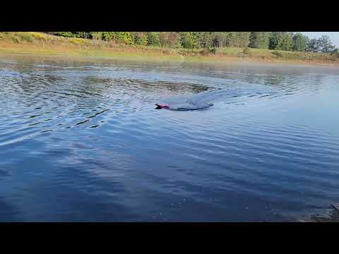 proboat blackjack 24 3s