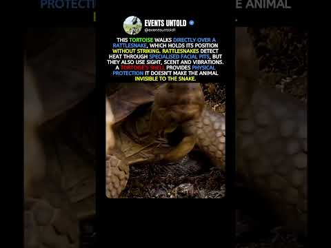 Tortoise Walks Straight Over a Rattlesnake #animals #shorts