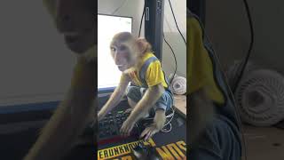 Download lagu Monyet itu mengganggu pemiliknya saat mereka sedang bekerja🤣🙈🙏#monyet #shorts #funny #viral #monkey mp3 Download lagu Monyet itu mengganggu pemiliknya saat mereka sedang bekerja🤣🙈🙏#monyet #shorts #funny #viral #monkey mp3